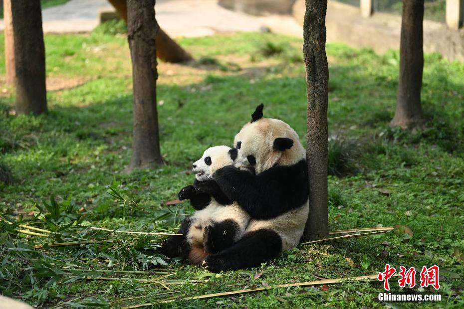 重慶動物園の雙子パンダの名前が「渝可」と「渝愛」に決定