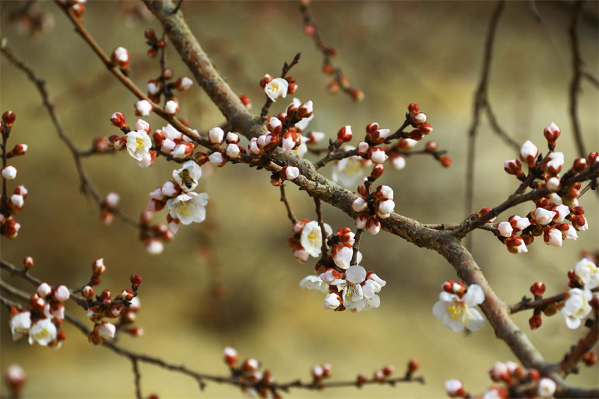 花ほころぶ春のアンズ畑　新疆?托克遜