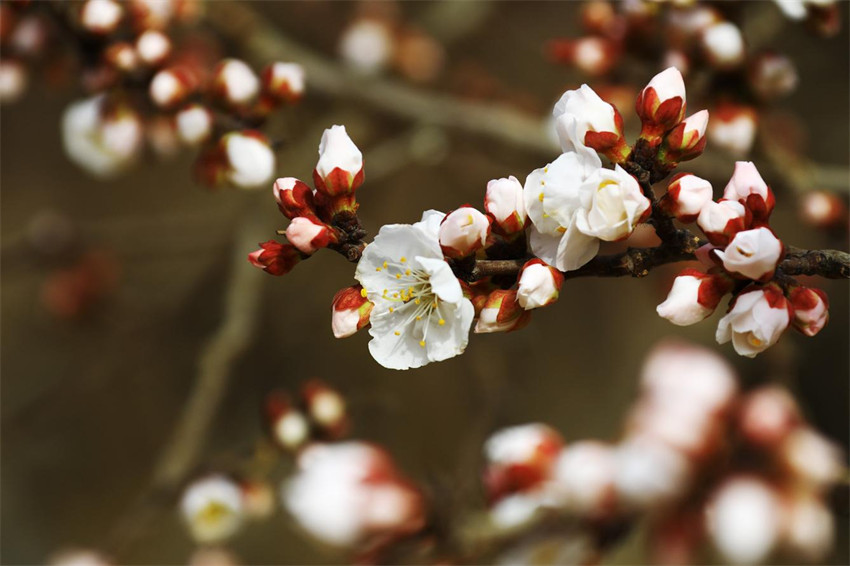 花ほころぶ春のアンズ畑　新疆?托克遜