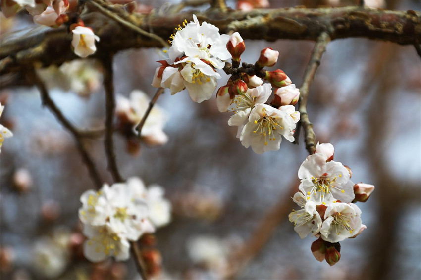 花ほころぶ春のアンズ畑　新疆?托克遜