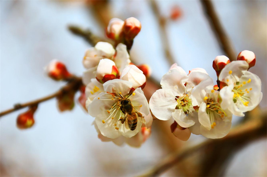 花ほころぶ春のアンズ畑　新疆?托克遜