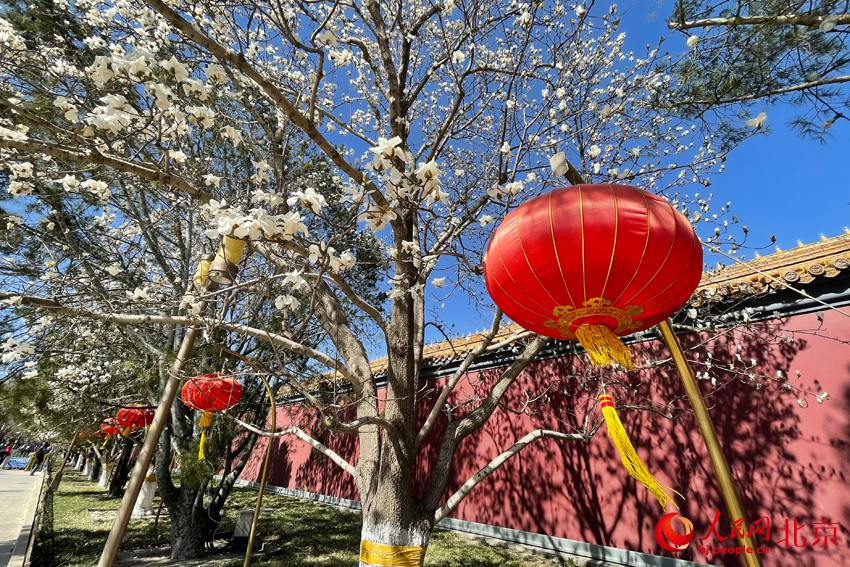 北京市の長(zhǎng)安街は春爛漫