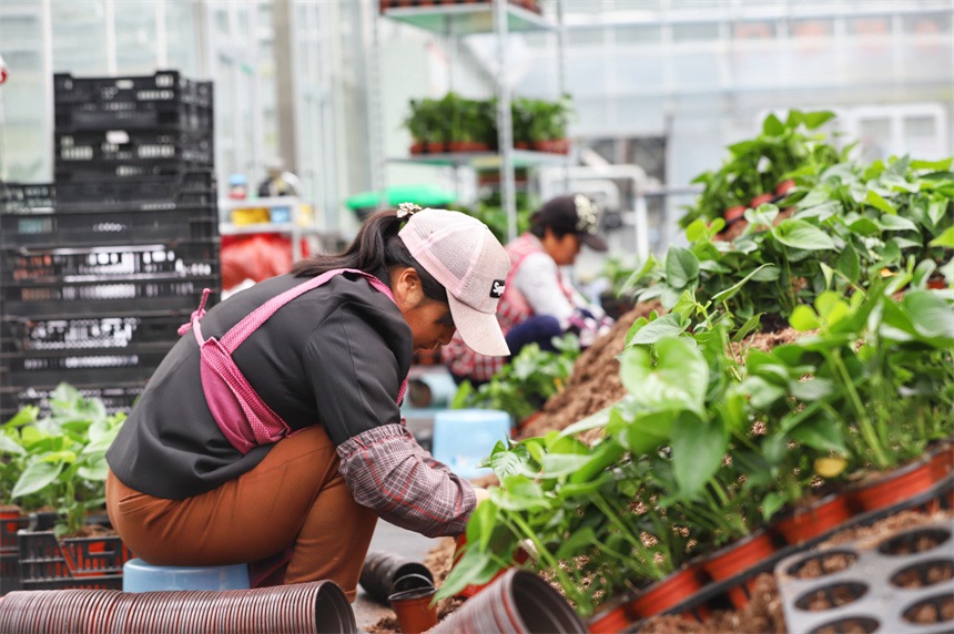 「花卉経済」が様々な産業(yè)の発展を促進　江西省彭沢