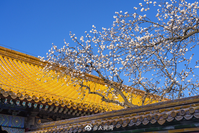 故宮の黃色い屋根瓦に映える白いアンズの花　北京市