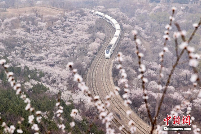 満開の花々の間を駆け抜けるS2線「長城號」　北京市