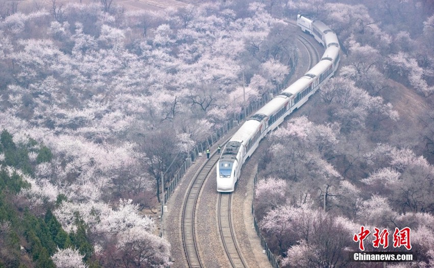 満開の花々の間を駆け抜けるS2線「長城號」　北京市