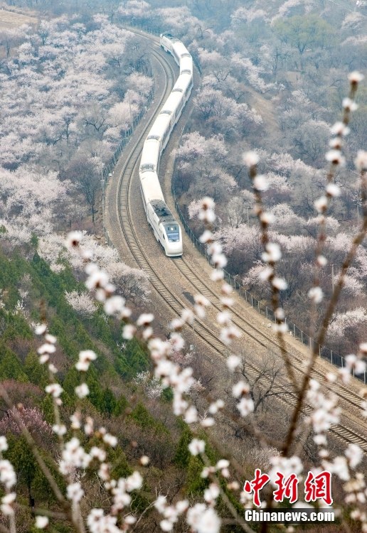 満開の花々の間を駆け抜けるS2線「長城號」　北京市