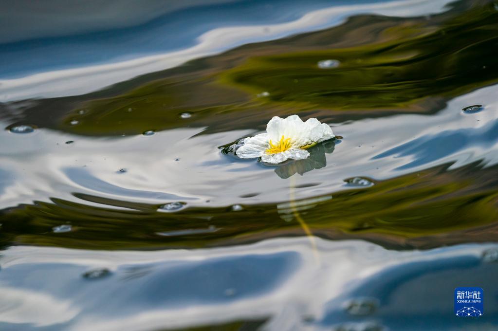 3月21日に滇池の大泊口水域で撮影された海菜花（撮影?陳欣波）。