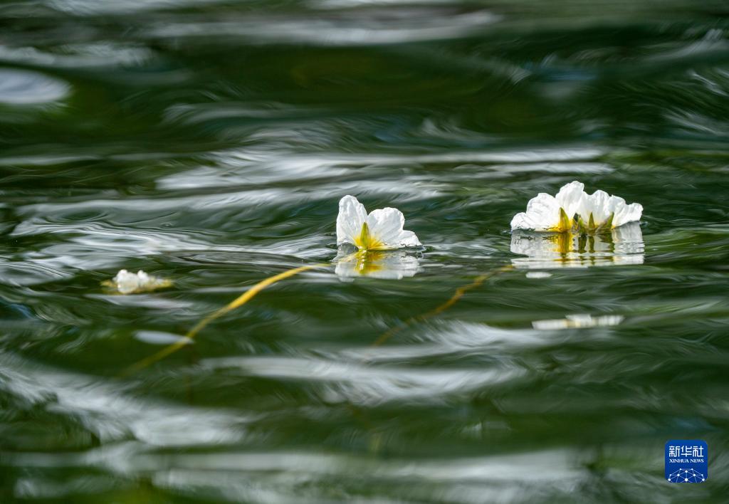 滇池の海菜花が可憐な花咲かせる　雲(yún)南省