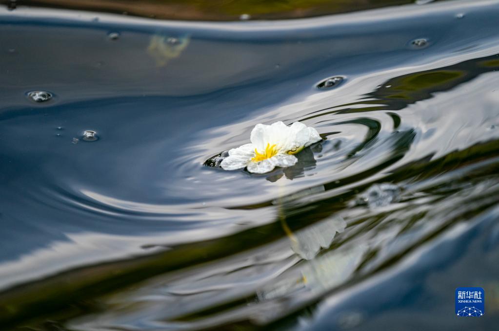 滇池の海菜花が可憐な花咲かせる　雲(yún)南省