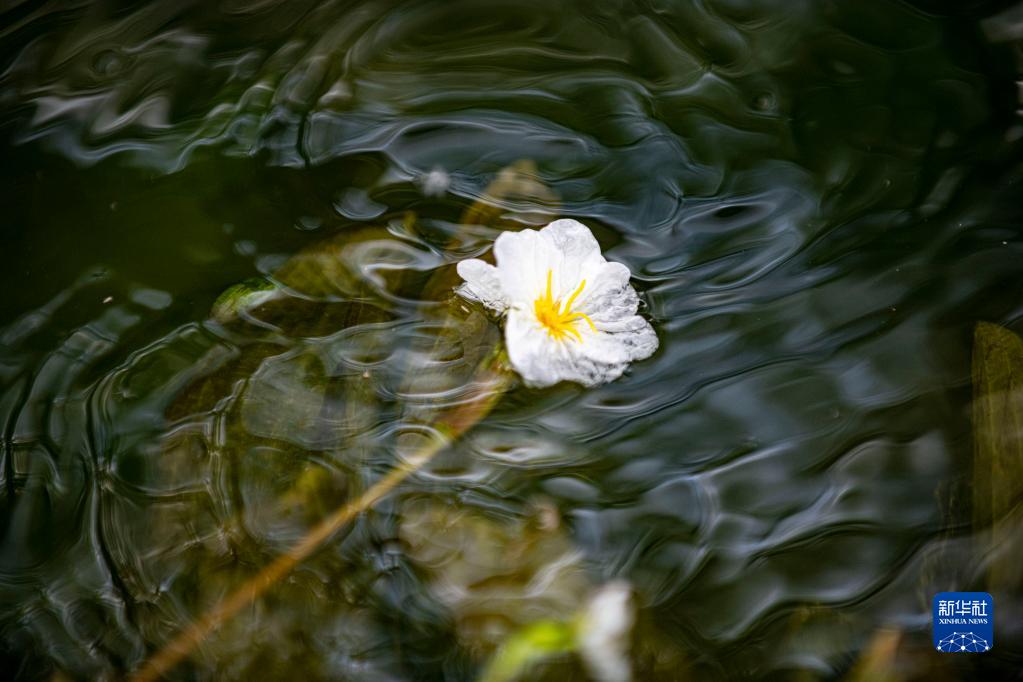 滇池の海菜花が可憐な花咲かせる　雲(yún)南省