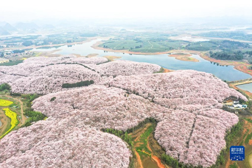 貴州省の広大な敷地に満開となった桜の花