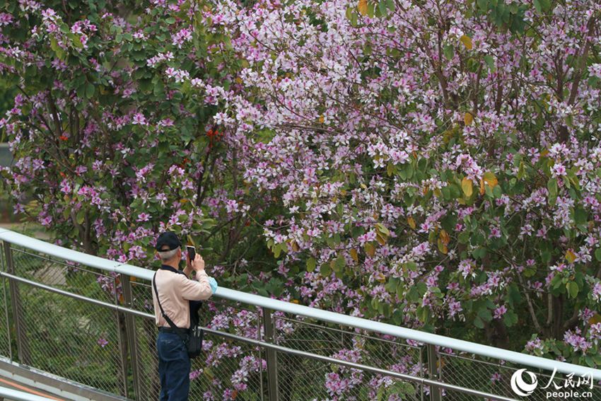 フイリソシンカが開花し、ピンク色に彩られた福建省廈門市