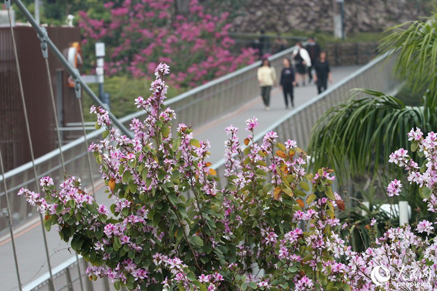 フイリソシンカが開花し、ピンク色に彩られた福建省廈門市