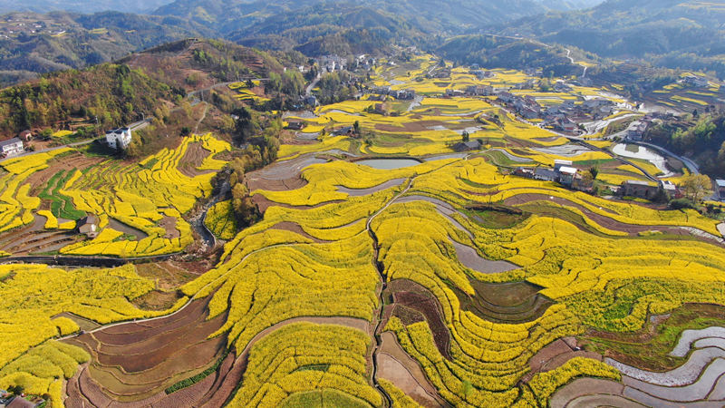 菜の花が満開を迎え、美しい景観広がる260年の歴史を誇る漢陰県鳳堰古棚田。