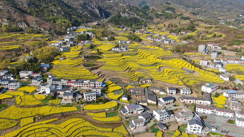 広大な鳳堰古棚田で菜の花が満開に　陝西省漢陰