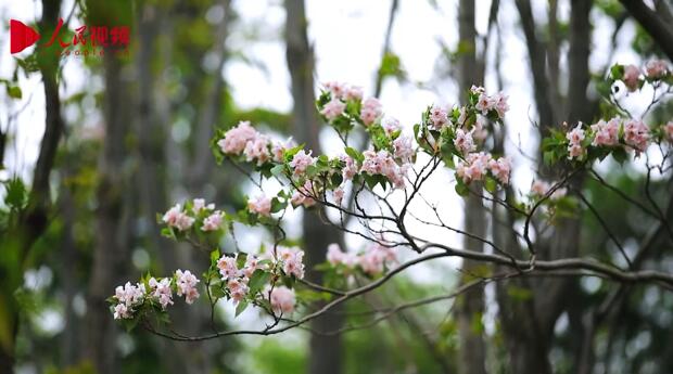 春景色を愛で、芳しい花々を楽しむ　山東省菏沢