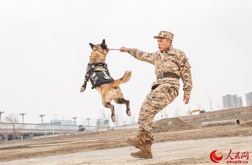 警察犬たちの日常訓(xùn)練　新疆