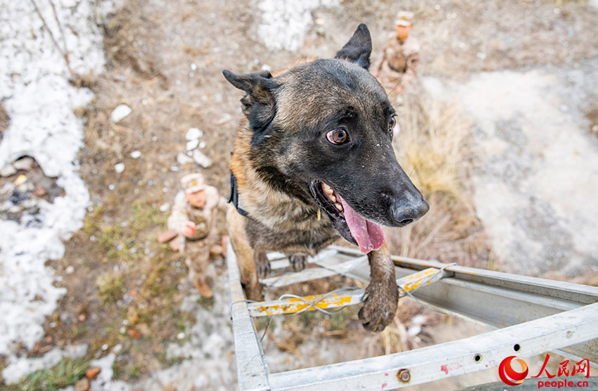 警察犬たちの日常訓(xùn)練　新疆