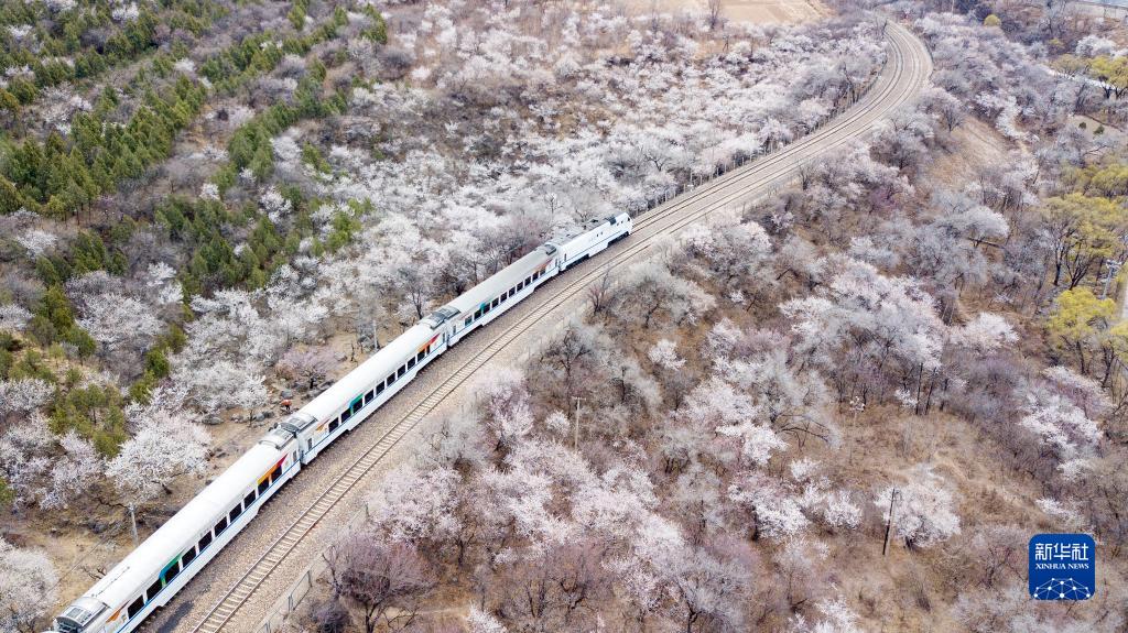 居庸関長城の麓の「花咲く線路」を走り抜ける北京市郊外鉄道S2號線（3月23日、ドローンによる撮影?鞠煥宗）。