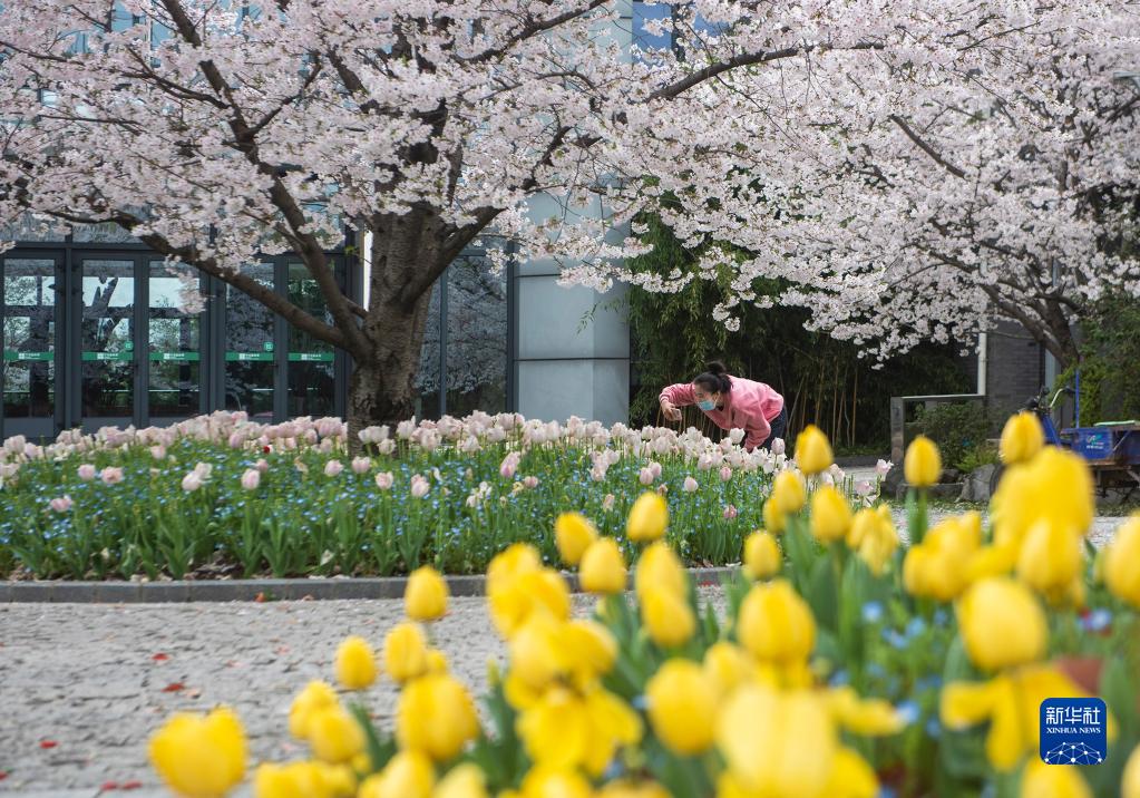 寧波市植物園で、花々を鑑賞し、寫真を撮影する來園客（3月23日撮影?胡學軍）。