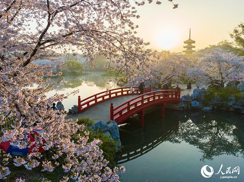 桜が満開(kāi)を迎えた湖北省武漢市の東湖桜花園（寫(xiě)真著作権はCFP視覚中國(guó)が所有のため転載禁止）。