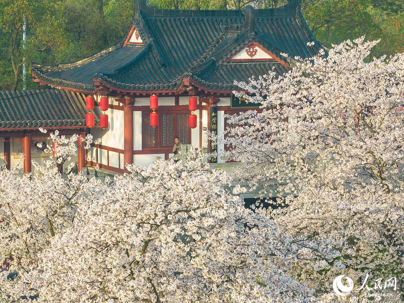 満開(kāi)を迎えた武漢東湖の桜　湖北省