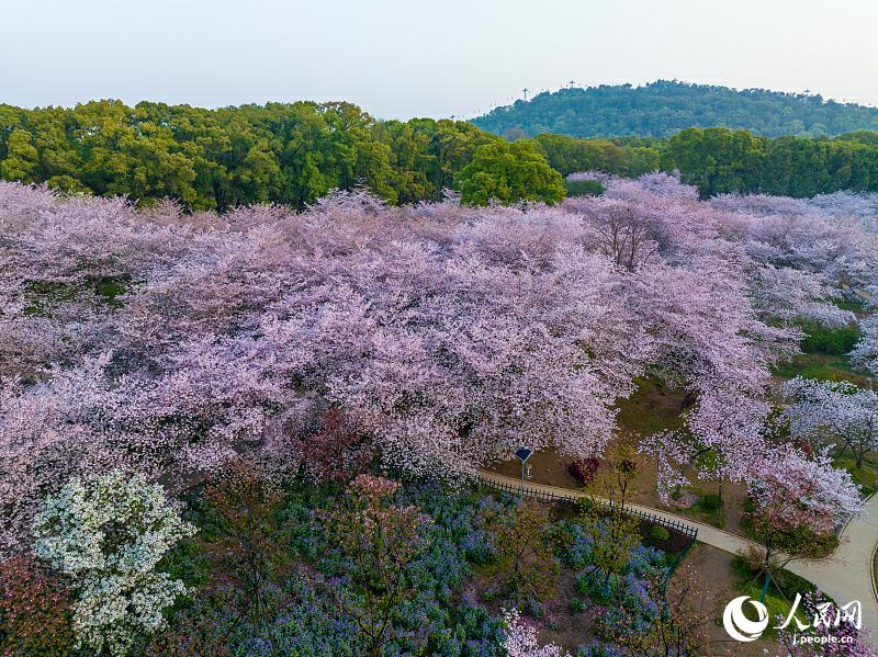 満開を迎えた武漢東湖の桜　湖北省