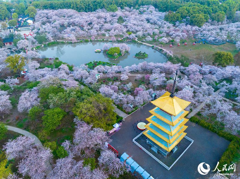 満開を迎えた武漢東湖の桜　湖北省