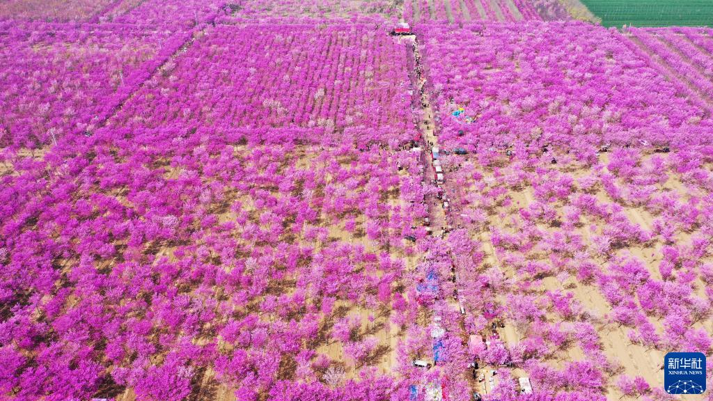 ハナズオウが咲き誇る美しい村　河南省許昌