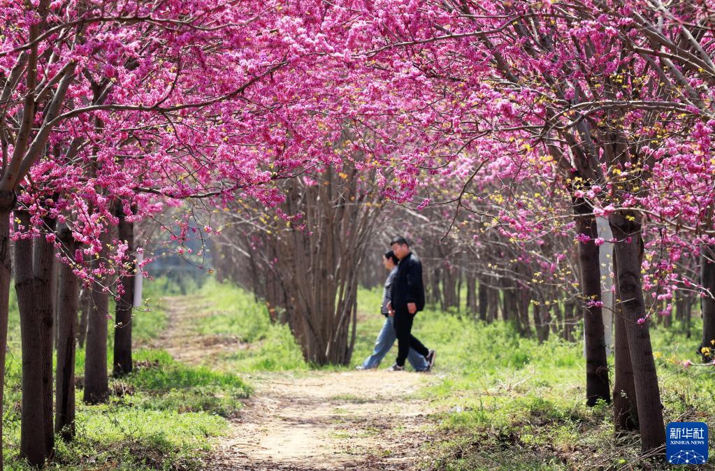 ハナズオウが咲き誇る美しい村　河南省許昌