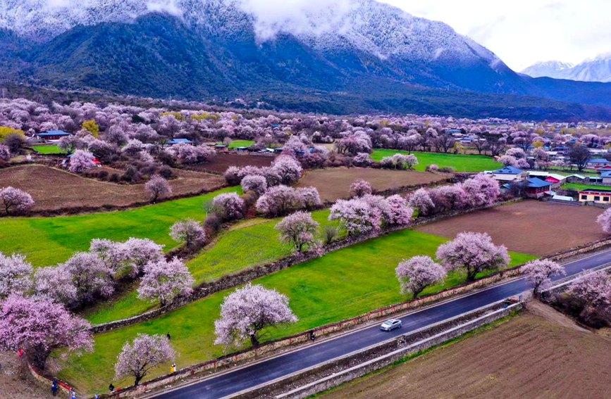 波密県傾多鎮(zhèn)如納村で、満開を迎える桃の花（撮影?徐馭堯）