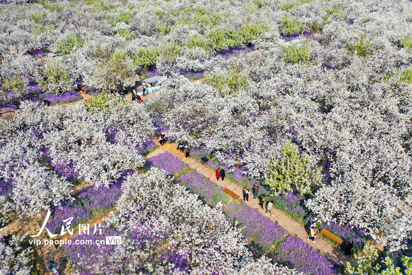 3月30日、江蘇省宿遷市の三臺(tái)山國(guó)家森林公園の梨蘭會(huì)景勝地で花を眺める観光客。