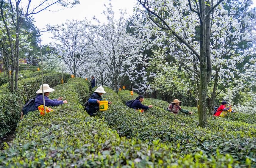 春になり芽吹くお茶の木　茶摘みで大忙しの農(nóng)家　重慶