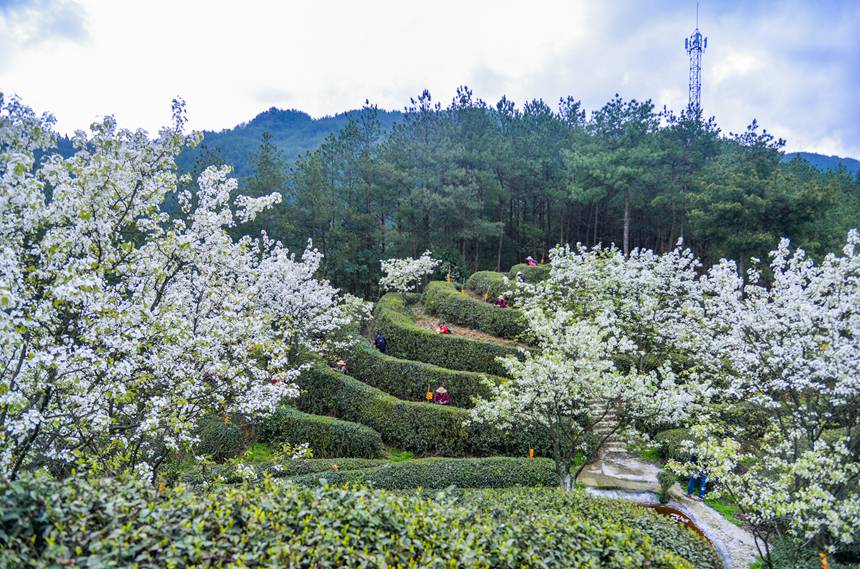 春になり芽吹くお茶の木　茶摘みで大忙しの農(nóng)家　重慶