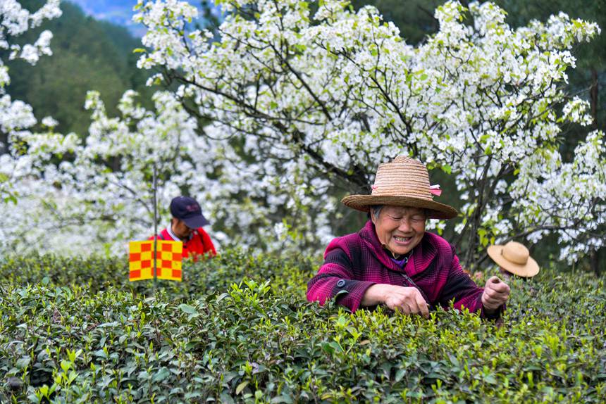 春になり芽吹くお茶の木　茶摘みで大忙しの農(nóng)家　重慶