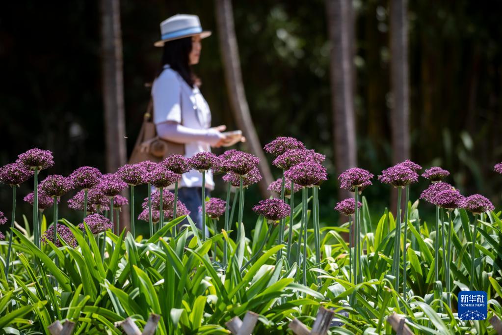 満開を迎えたアリウムの花　雲(yún)南省昆明