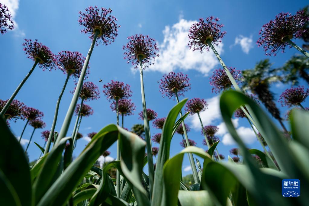 満開(kāi)を迎えたアリウムの花　雲(yún)南省昆明