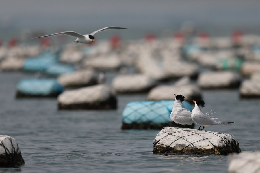 「神話の鳥」と呼ばれるヒガシシナアジサシの姿を確認(rèn)　福建省晉江