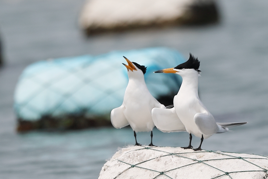 「神話の鳥」と呼ばれるヒガシシナアジサシの姿を確認(rèn)　福建省晉江