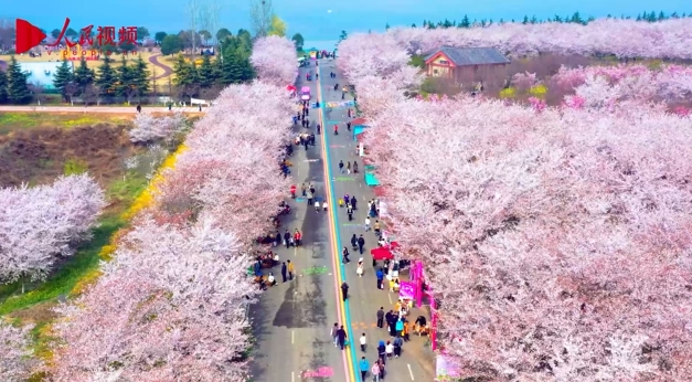 満開の桜を愛でて春の日を楽しむ人々　河南省