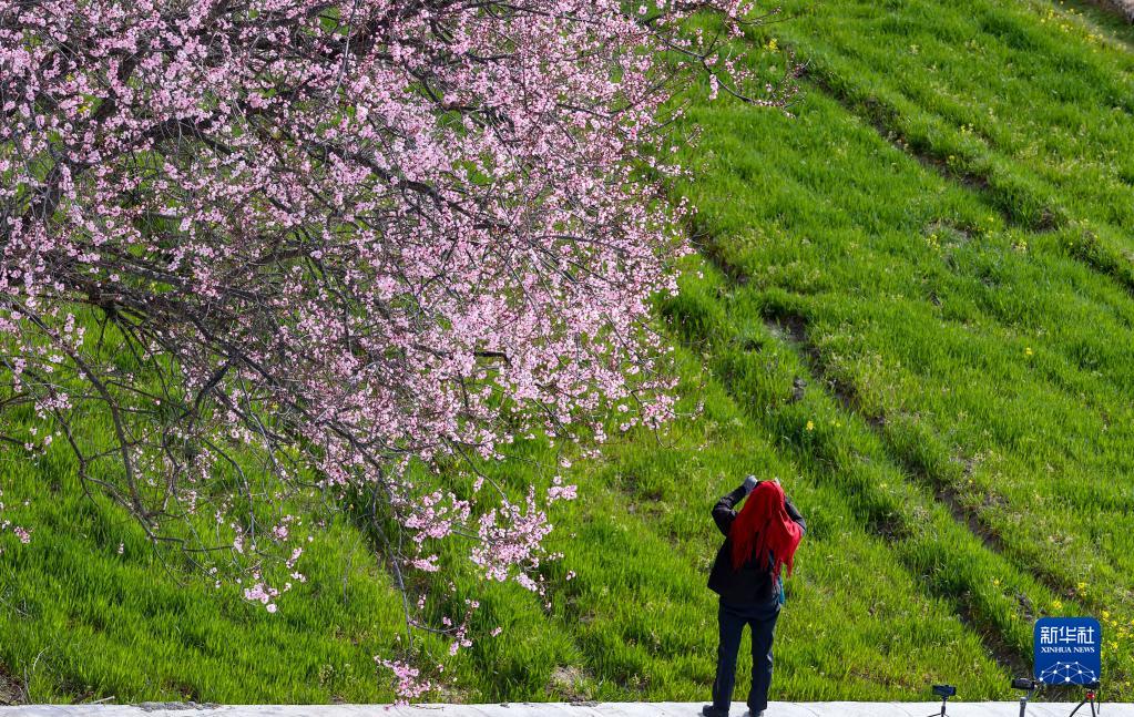 満開を迎え人々を魅了する索松村の桃の花　西蔵?米林