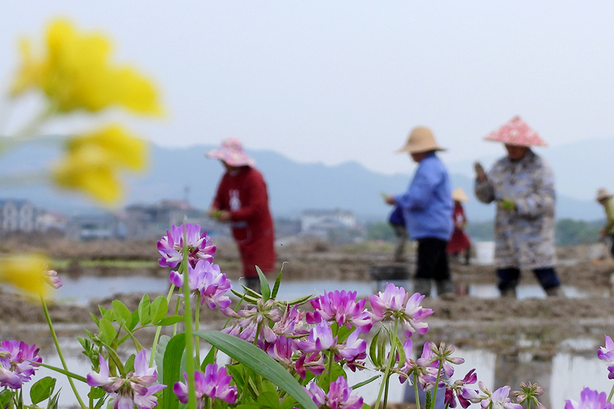 春の田植えシーズン到來　江西省峽江