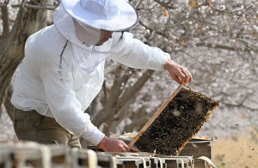 花の開花シーズン到來し、養(yǎng)蜂家も忙しく　新疆