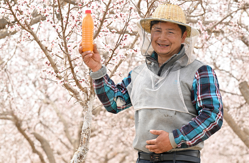 花の開花シーズン到來し、養(yǎng)蜂家も忙しく　新疆