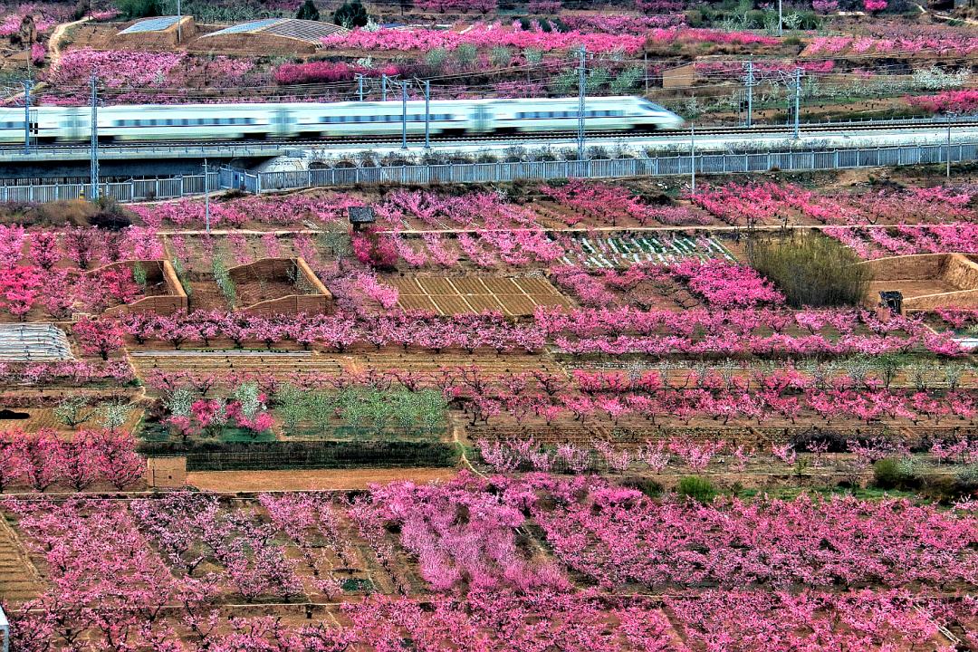 蘭州鉄路局が「桃花観光列車」を運(yùn)行　甘粛省