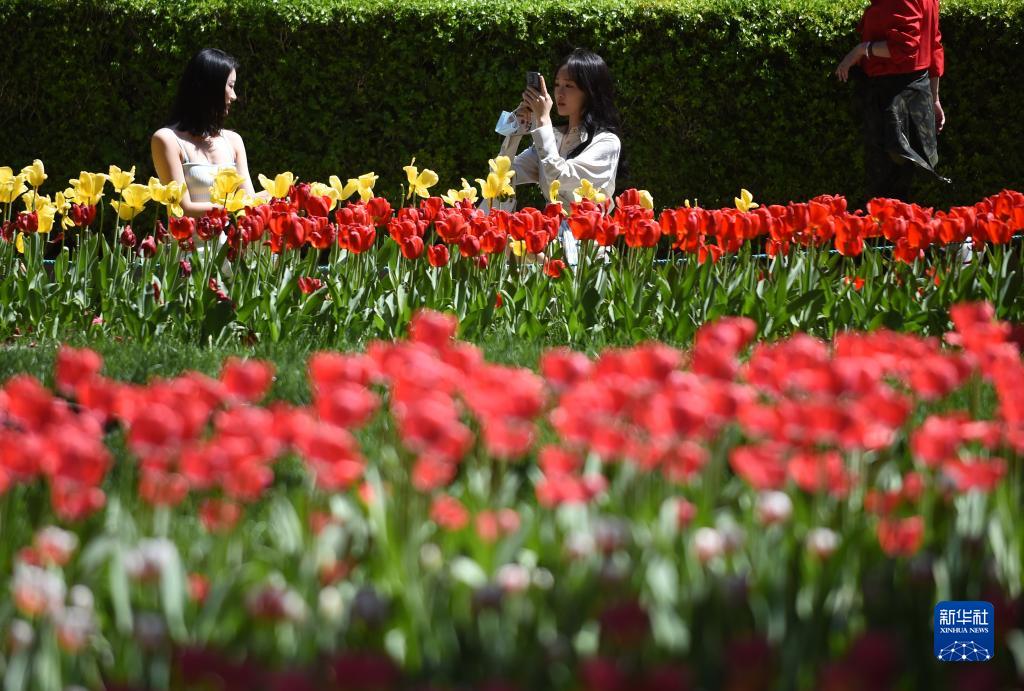 北京市にある中山公園で花を愛で、寫真を撮る観光客（4月18日撮影?羅暁光）。