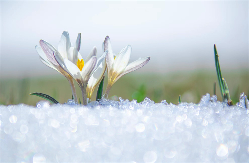 「最も早く太陽(yáng)が見(jiàn)える」那拉提草原でクロッカスが雪の下から開(kāi)花　新疆