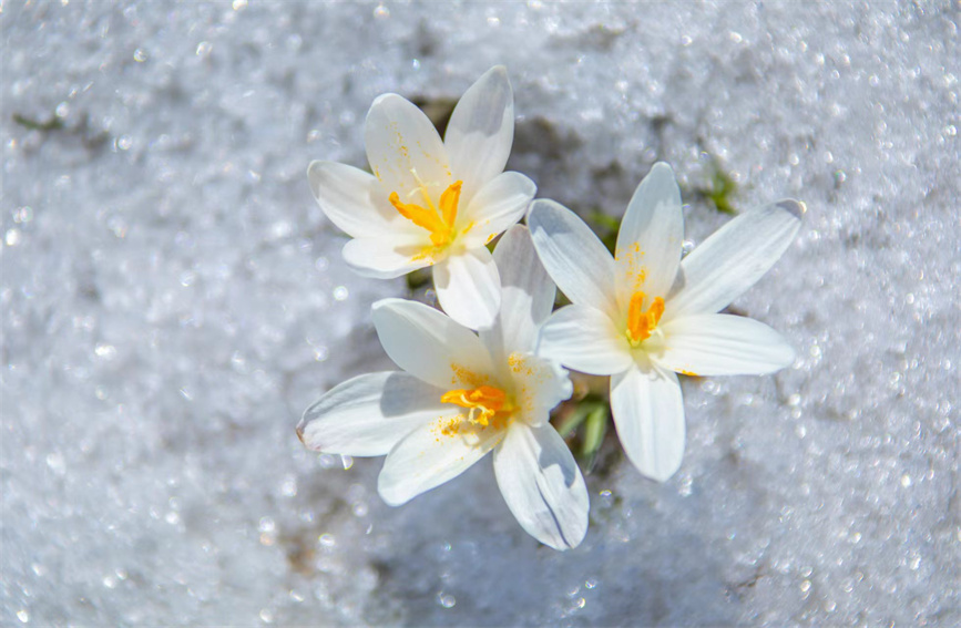 「最も早く太陽が見える」那拉提草原でクロッカスが雪の下から開花　新疆