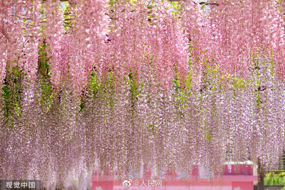 藤棚から美しく垂れ下がる藤の花　北京玉淵潭公園